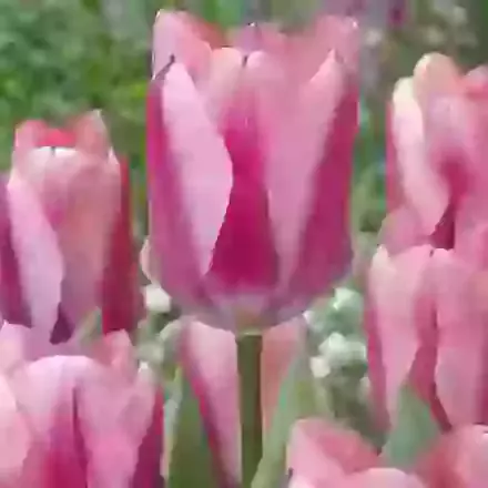 Purple Purissima